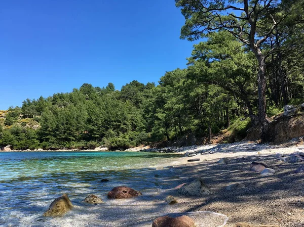 güzel vahşi, tenha plaj, berrak turkuaz deniz suyu, kozalaklı, kıyıda çam bitki örtüsü, yüzmek için harika bir yer, Türkiye