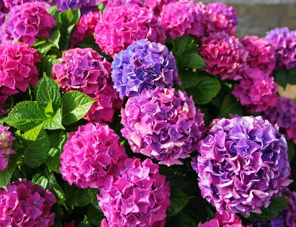 harika güzel ortancalar pembe mor, büyük küresel çiçeklenme, bir renkten diğerine parıldayan, yeşil yapraklar, bahçe