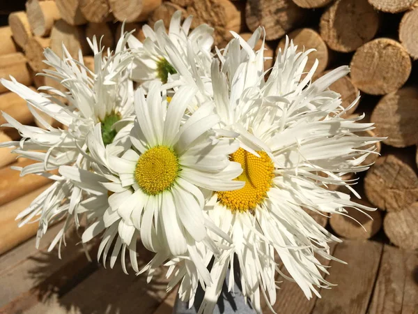 farklı çeşitleri papatya çiçekler, boyutlarda, klasik varietal, yırtık kıvırcık yaprakları etkisi, yuvarlak ahşap arka plan üzerinde