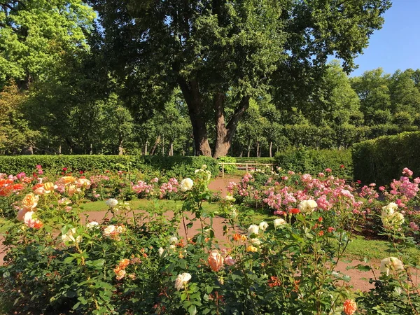 Jardín Con Muchas Rosas Diferentes Colores Naranja Rosa Blanco Árboles — Foto de Stock