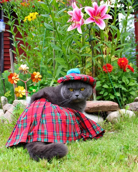 Cinza Gato Dobra Escocês Traje Nacional Kilt Quadrado Verde Vermelho Imagens Royalty-Free