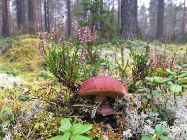kahverengi kap boletus yosun yeşil ve gümüş büyüyen güçlü güzel beyaz mantar, çiçeklenme Heather yanında, orman, kızılcık