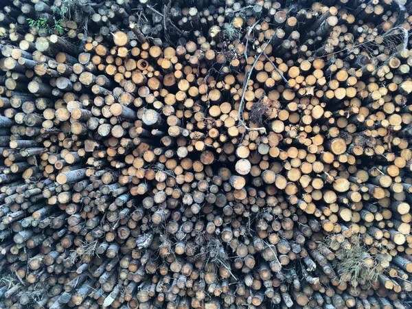 自然殺害 森林破壊 たくさんの松の木の幹が互いの上に積み重ねられ 枯れ木の高い壁 — ストック写真