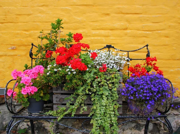 sarı tuğla duvar, mor, kırmızı, pembe, bahçe ve ev dekorasyonu karşı, bir ferforje banküzerinde, tencere farklı çiçekler bir kompozisyon