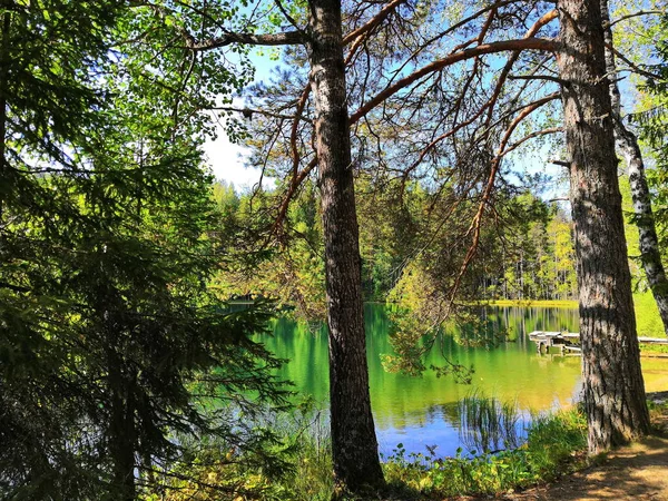 Ormandaki muhteşem göl, berrak su, yeşillik çünkü ağaçlar, kozalaklı ormanlar, Noel ağaçları, çam ağaçları, terk edilmiş bir ahşap iskele görebilirsiniz.