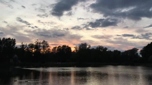 市内の美しい夕日公園 アヒルが泳ぐ池 海岸の木々 雲のあるピンクグレーの青空 — ストック動画
