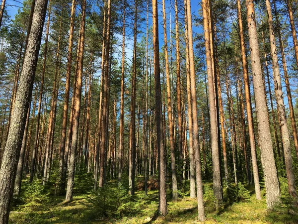 Çam Ormanı Güneşli Havada Uzun Ağaç Gövdeleri Yakınlarda Yetişir Bayan — Stok fotoğraf