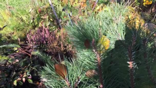 Moment Tuin Bed Herfst Bloeien Paarse Heide Licht Zwaaiend Wind — Stockvideo