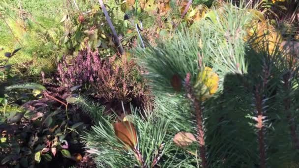 Moment Ogrodzie Jesienią Kwitną Fioletowe Heather Światło Kołyszące Się Wietrze — Wideo stockowe