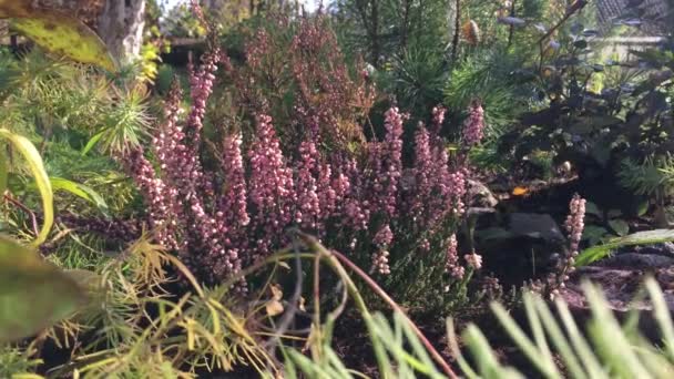 秋の庭のベッドの上の瞬間 緑豊かな開花さまざまな植物の背景に 風に揺れる光 針葉樹 — ストック動画