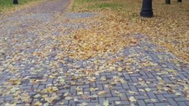 Yılın sonbahar zamanı, yerde bir sürü sarı yaprak, rüzgarın esintisi, kamerayı ağaçlarla çevirmesi, yaprakların dökülmesi, gece çöküyor.