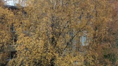 Avluda sonbahar, rüzgarda savrulan sarı yapraklı yüksek bir huş ağacı, rüzgarla savrulan yapraklar, düşerler, komşu evin pencerelerini görebilirsiniz.