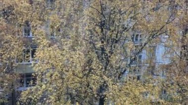 Avluda sonbahar, rüzgarda savrulan sarı yapraklı yüksek bir huş ağacı, rüzgarla savrulan yapraklar, düşerler, komşu evin pencerelerini görebilirsiniz.