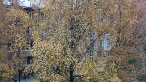 Automne Dans Cour Bouleau Haut Avec Des Feuilles Jaunes Balançant — Video