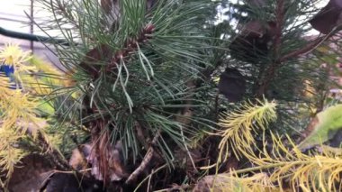 Bahçe yatağında sonbaharda çiçekler açan mor Heather, rüzgarda sallanan ışık, çam dalları arasında sürünen sarı yapraklar arasında