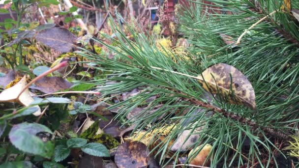 Moment Gartenbeet Herbst Blühen Lila Heidekraut Licht Wiegt Sich Wind — Stockvideo