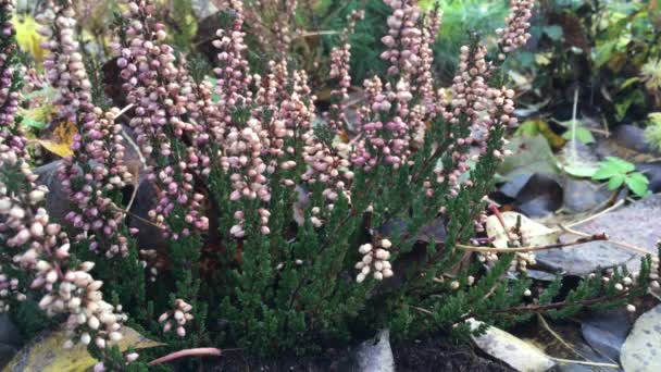 Ögonblick Trädgård Säng Hösten Frodig Blommande Heather Lila Ljus Svajande — Stockvideo