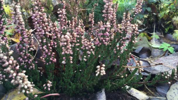 Moment Sur Lit Jardin Automne Floraison Luxuriante Violette Bruyère Légère — Video