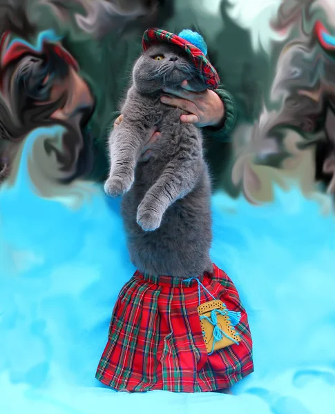 灰色苏格兰折叠猫 有民族服装 红色格子花裙 贝雷帽 伸出来 用人类的手 底蓝色背景 — 图库照片