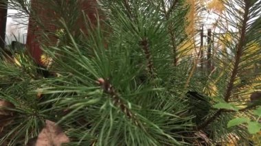 Heather flowers, like beads on a rope, purple, yellowed autumn moss, large needles creeping pine, a moment in the garden