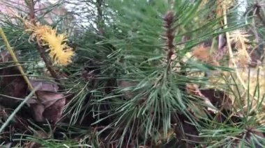 Rüzgarda sallanan uzun iğneli sürünen bir çam dalı, içine düşen sarı yapraklar, sonbahar.