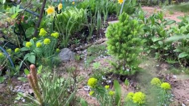 a moment in a flower bed, through the branches of a creeping pine, a view of a small conic tree, flowering moss, yellow daffodils waving in the wind, white petals from a blooming Apple tree on the ground