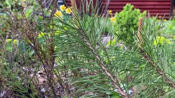 Moment Flower Bed Branches Creeping Pine View Small Conic Tree — kuvapankkivideo