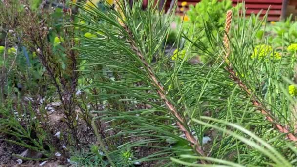 Moment Flower Bed Branches Creeping Pine View Small Conic Tree — Αρχείο Βίντεο