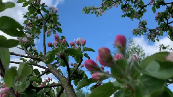 Maçã Ramo Árvore Com Flores Rosa Branco Folhas Verdes Balançando — Vídeo de Stock