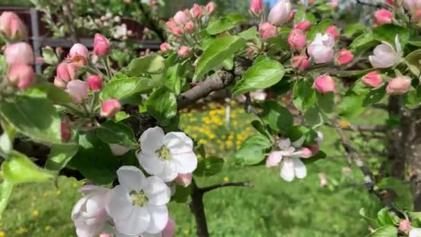 Maçã Ramo Árvore Com Flores Rosa Branco Folhas Verdes Balançando — Vídeo de Stock