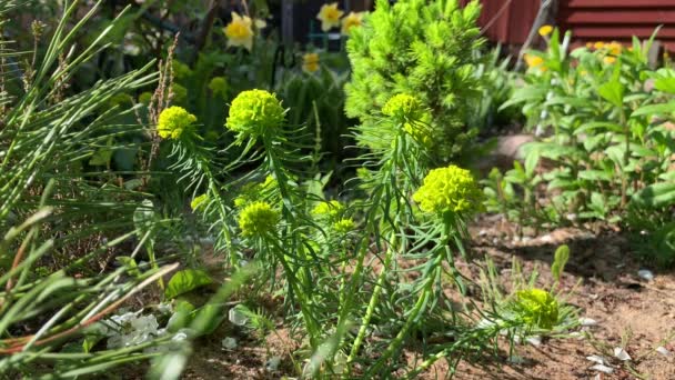 Moment Flower Bed Branches Creeping Pine View Small Conic Tree — Stockvideo