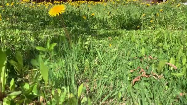 Lawnmowers Mow Grass Lawn Green Grass Yellow Dandelion Mowing Grass — Stockvideo