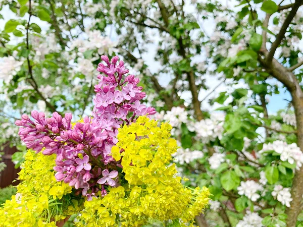 Lilac Branch Yellow Floweringmoss Next Apple Blossom White Pink Green — Zdjęcie stockowe
