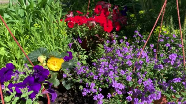 Ett Ögonblick Blomma Säng Sommaren Olika Blommor Begonia Gul Petunia — Stockvideo