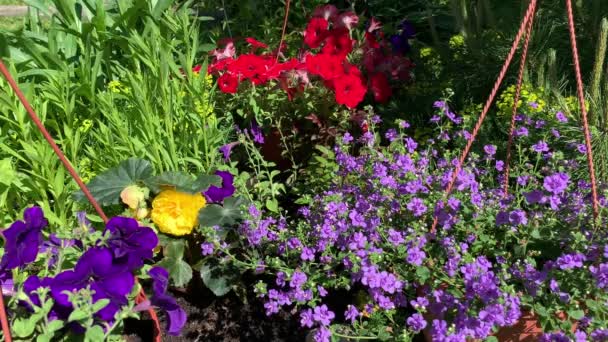 Een Moment Een Bloembed Zomer Diverse Bloemen Begonia Geel Petunia — Stockvideo