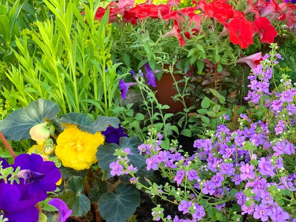 Мить Клумбі Влітку Різні Квіти Бегонія Жовта Петунія Фіолетова Червона — стокове фото