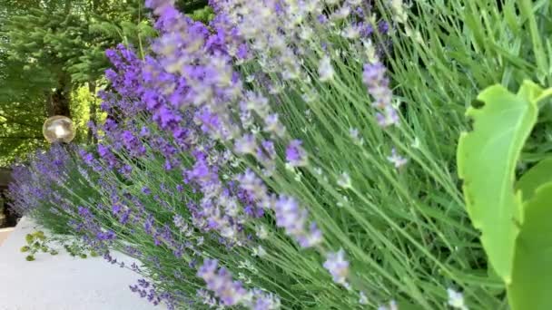 Lussureggianti Cespugli Lavanda Piantati Fila Colore Blu Porpora Contro Sacco — Video Stock