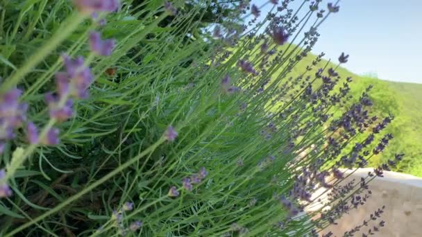 Üppige Lavendelbüsche Einer Reihe Gepflanzt Violettblaue Farbe Gegen Viel Grün — Stockvideo