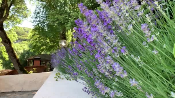 Πλούσια Λεβάντα Θάμνους Φυτευτεί Μια Σειρά Μωβ Μπλε Χρώμα Ενάντια — Αρχείο Βίντεο