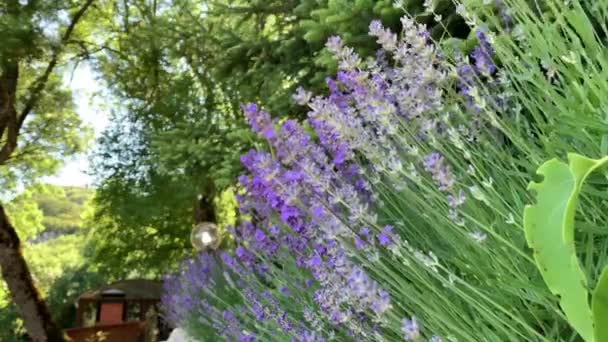 Lussureggianti Cespugli Lavanda Piantati Fila Colore Blu Porpora Contro Sacco — Video Stock