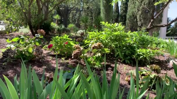 Através Das Folhas Verdes Uma Flor Que Cresce Uma Fileira — Vídeo de Stock