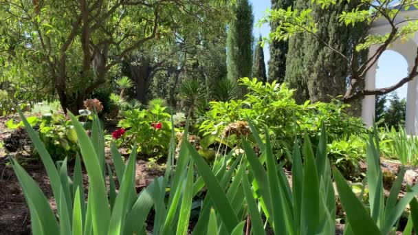 Através Das Folhas Verdes Uma Flor Que Cresce Uma Fileira — Vídeo de Stock