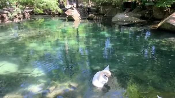Два Белых Лебедя Плавающие Пруду Чистой Бирюзовой Водой Расчесывают Перья — стоковое видео