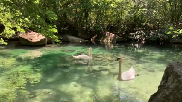 Dos Cisnes Blancos Nadando Estanque Con Agua Turquesa Clara Cepillando — Vídeo de stock