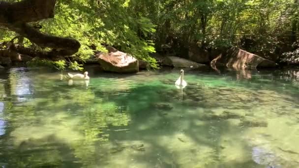 Two Graceful White Swans Swim Pond Clear Water Mostly Green — Stock Video