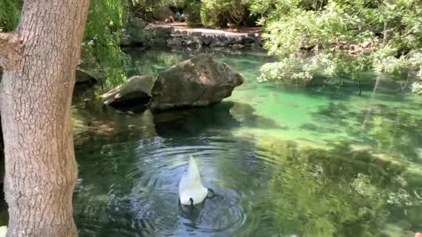 Белые Лебеди Плавают Пруду Чистой Бирюзовой Водой Расчесывают Своих Отцов — стоковое видео