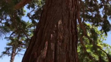 Sekoya ağacının güçlü gövdesi, Sequoia, çıplak, taban manzaralı, yeşil iğneli güçlü dallar.