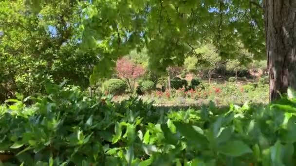 Door Het Groen Van Struiken Boomtakken Kunt Een Tuin Met — Stockvideo