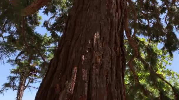 Tronc Puissant Séquoia Séquoia Nue Nervurée Vue Bas Vers Haut — Video