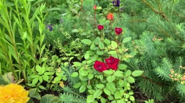 Bahçedeki bir çiçek tarhında bir an, gül, kırmızı ve turuncu, sarı begonya, çevrede yeşillik, kozalaklı bitkiler, ve yapraklar, yağmur damlaları